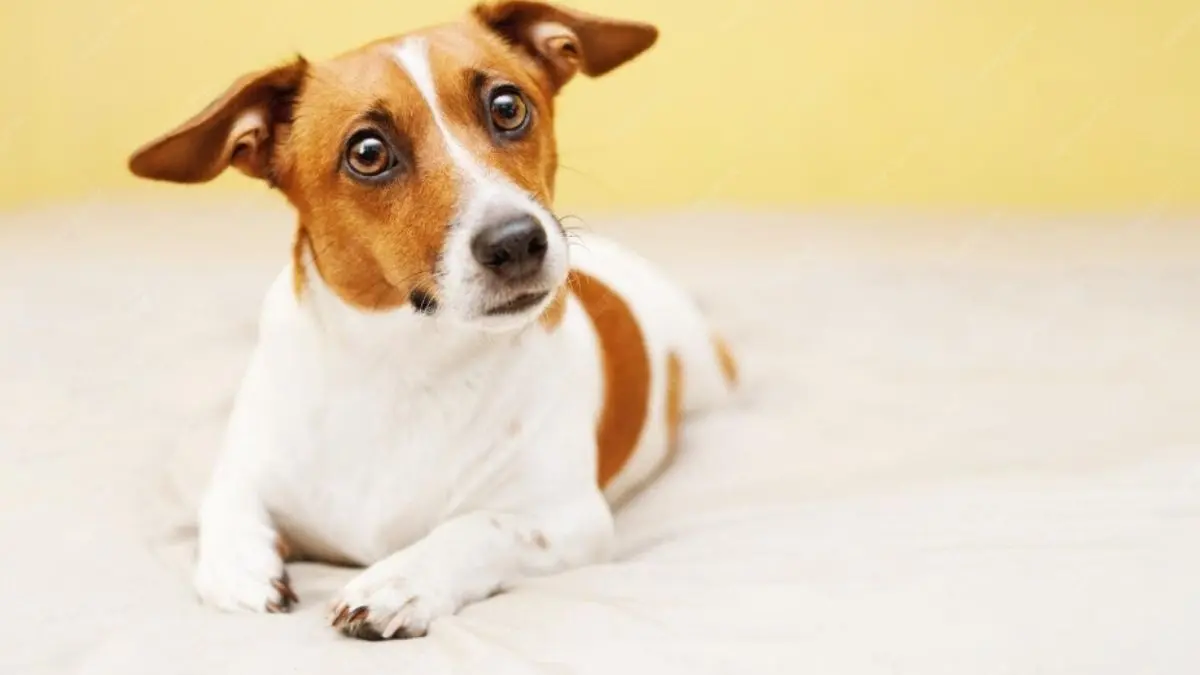 Regras para criar um Jack Russell em apartamento sem estresse