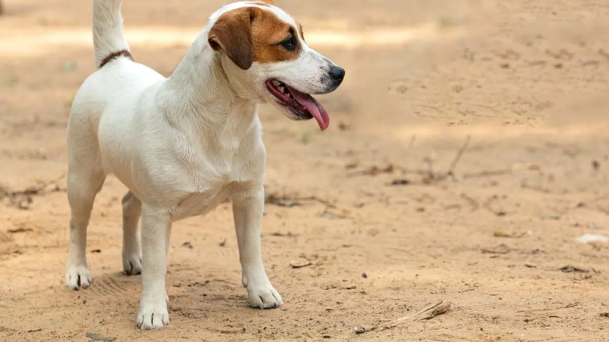 Diferenças reais entre Jack Russell e Parson Russell