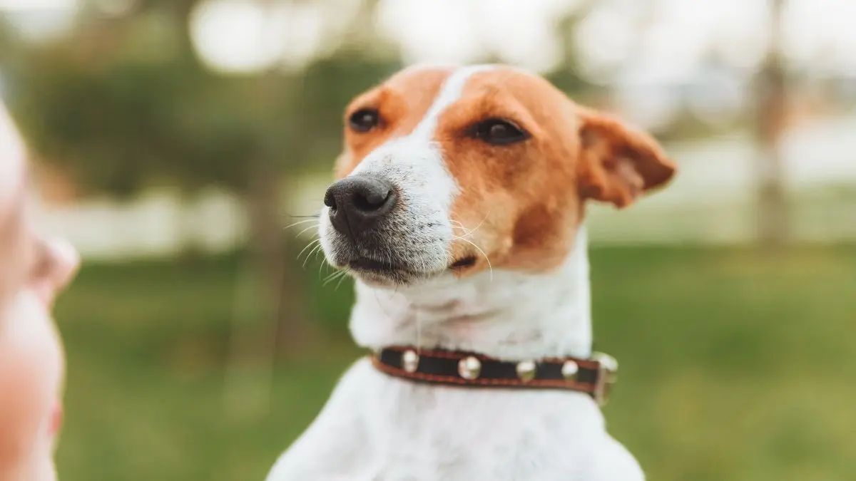 Temperamento e comportamento do Jack Russell Terrier