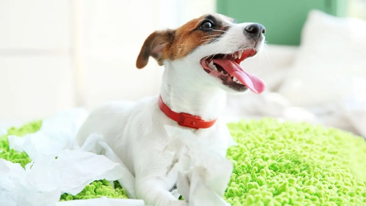 Saúde e doenças genéticas comuns no Jack Russell Terrier